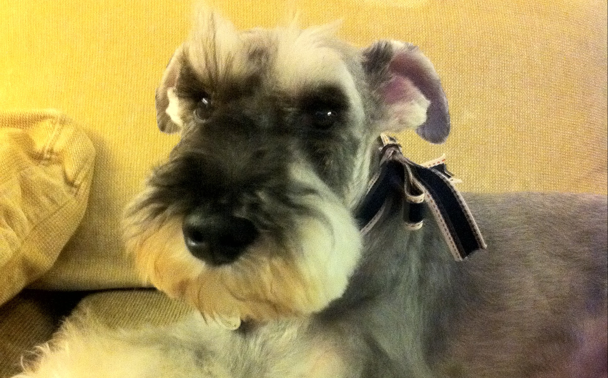 Pebbles